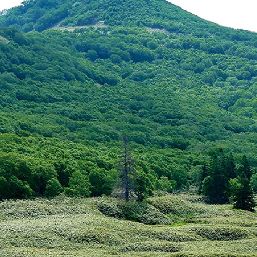 森林の写真